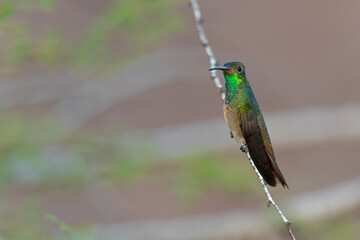 A buff-bellied hummingbird (Amazilia yucatanensis) perched on a branch resting.