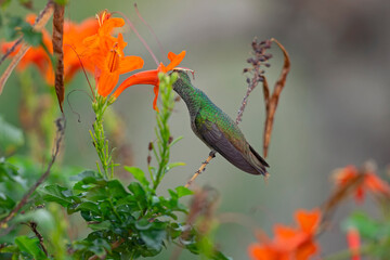 Fototapeta premium A buff-bellied hummingbird (Amazilia yucatanensis) perched on a branch resting.