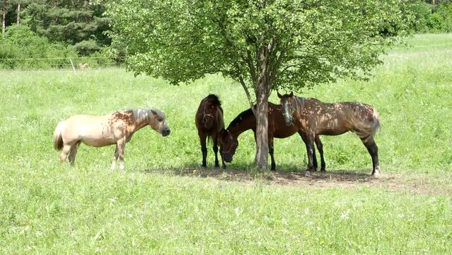 Brown horses in outdoor grass field pasture freely grazing on a meadow under the tree in 4K VIDEO. Organic farming, animal rights, back to nature concept.