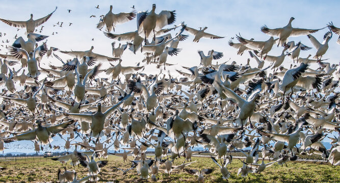 Large flock of flying snow geese (Anser caerulescens), Skagit Valley, Washington State, USA