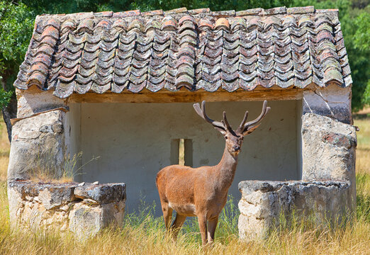 Fallow Deer (Dama dama), herd of does in summer, Montes de Toledo. Castilla la Mancha