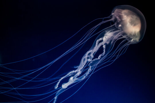 A long jellyfish glides along at the Osaka Aquarium Kaiyukan in Osaka, Japan.