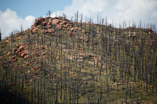 Charred and scarred pine forests as a result of the High Meadow fire are slow to recover near Pine Junction, CO