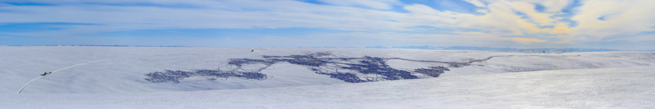Greenlandic Musk Oxen Herd And Tracks Through Fresh Snow On The Rolling Hills Of Jameson Land