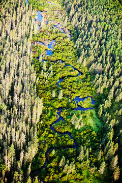 Boreal forest, Fort McMurray, Alberta, Canada