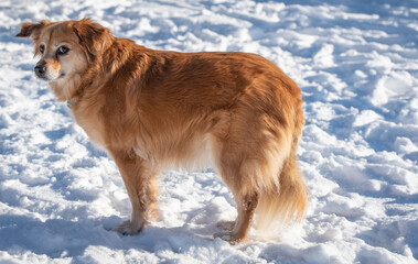 Hund