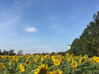 field of sunflowers in summer 