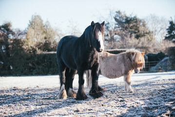 Hairy winter horses and ponies out in a snowy frosty landscape