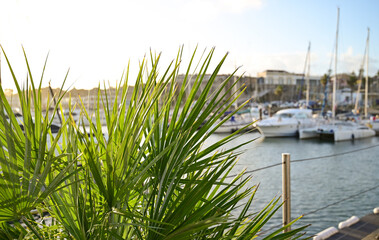 Fototapeta premium Palm in the harbor of Cascais, Portugal.