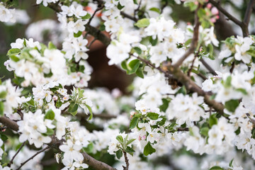 Spring Cherry blossoms, the tree is blooming in the garden