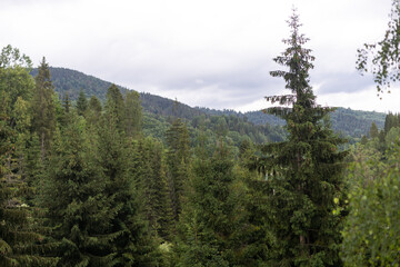 fir forest on a foggy day
