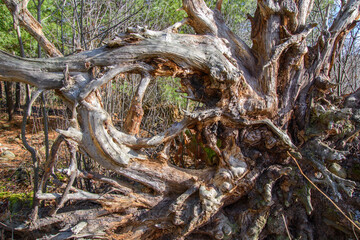Dead tree trunk in the Canadian wild pond. In a protected area