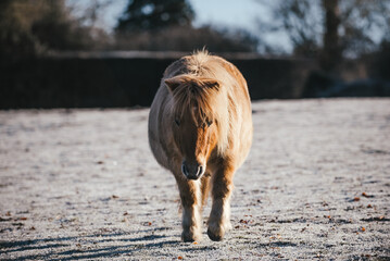 Palomino Shetland Pony in the frost with a winter coat
