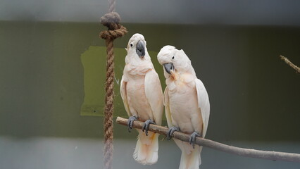 white cockatoo|Cacatua alba|雨傘巴丹鸚鵡