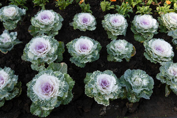 Colorful blooming ornamental cabbage flower (cauliflower) with dew drops in the garden