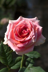 Close-up of a pink rose in the garden. Floral background.