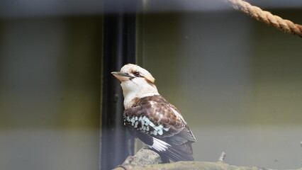 Dacelo novaeguineae|Coraciiformes|Kookaburra|kingfisher|笑翠鳥|笑鴗