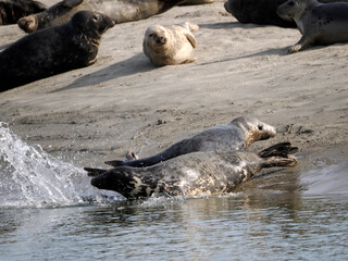 Fototapeta premium Group of gray seals or Atlantic seal and the horsehead seal (Halichoerus grypus) of the Bay of Authie near of Berck in France 