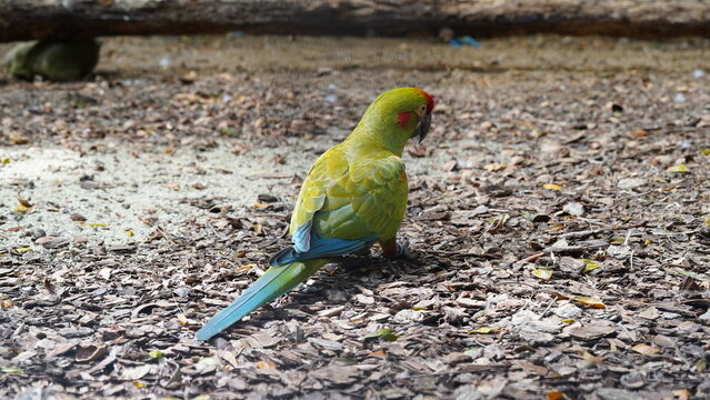 Red-fronted Macaw|Psittaciformes|Psittacidae|Ara|紅額金剛鸚鵡|紅額麥鷍
