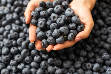 Female hand holding perfect fresh blueberries with berries also on the background. Large cultivated blueberries