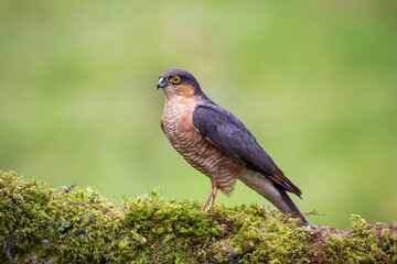 Eurasian sparrowhawk (Accipiter nisus) close up in the wood