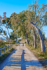 Dirt walk among trees in the middle of a forest. dirt road in park. blue sky wooden fence