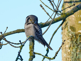 Northern hawk owl (Surnia ulula)
