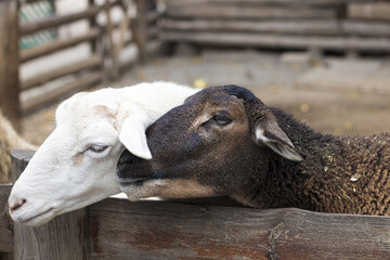 two colorful sheep close-up outdoors.