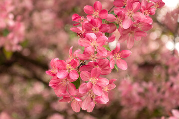 pink flowers on blooming apple tree branch in spring orchard close up