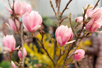 Blooming pink magnolia flowers on tree branch in spring garden.