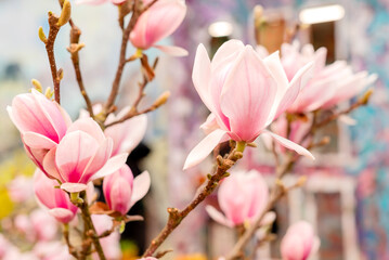 Blooming pink magnolia flowers on tree branch in spring garden.