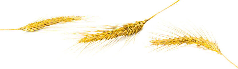 Rye ear. Whole, barley, harvest wheat sprouts. Wheat grain ear o