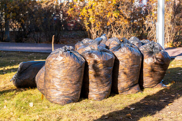 Bags of leaves and trash. Garbage collection - 559118661