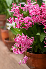 k hyacinth spring flowers potted in terracotta flower pot in home garden