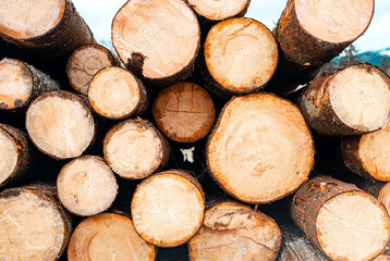 Wood cutting in the winter. Logging timber, log trunks pile in the forest. Forest wood industry.