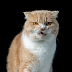 Scottish fold cat sitting on black background. orange Kitten on black background. Cute cat isolate on black background.