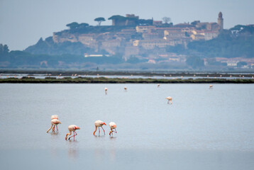Italy Tuscany Maremma Castiglione della Pescaia, natural reserve of Diaccia Botrona In the background the castle and the ancient village