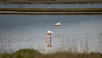 Italy Tuscany maremma Castiglione della Pescaia, natural reserve of Diaccia Botrona, colony of flamingos