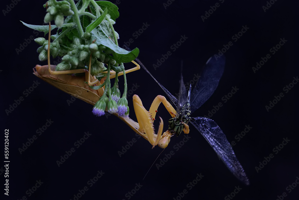 Wall mural a yellow praying mantis is looking for prey in a wildflower on a black background. this insect has t