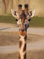 Close up shot from a giraffe in a zoo in the netherlands
