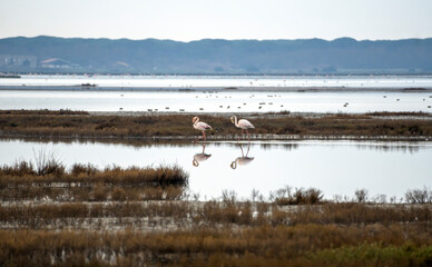 Italy Tuscany maremma Castiglione della Pescaia, natural reserve of Diaccia Botrona, colony of flamingos