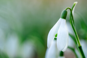 Fototapeta premium white snowdrops on green grass on a spring sunny day. Space for text. Early spring close-up flowers with bright sunlight