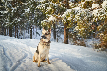 Dog German Shepherd outdoors in the forest in a winter day. Russian guard dog Eastern European Shepherd in nature on the snow and white trees covered snow