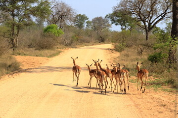Fototapeta na wymiar Herd of Impala in Kruger National Park in South Africa