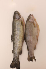 raw salmon fish in row closeup photo