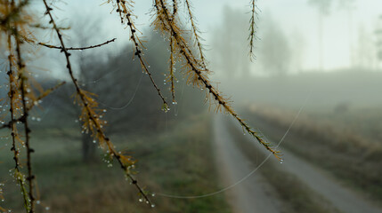 Background with morning dew and fog on the countryside. Tree branches with dew. natural background