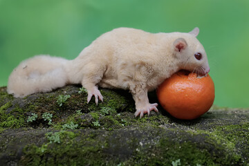 A young albino sugar glider is foraging on a rock overgrown with moss. This mammal has the...