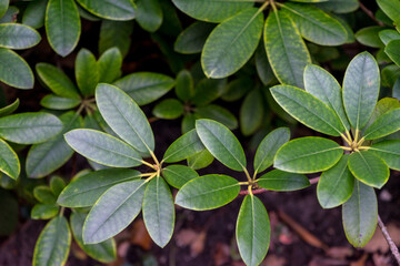 Netherlands, Hague, Haagse Bos, a close up of a green plant