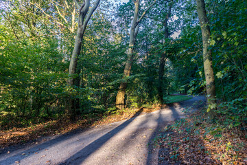 Netherlands, Hague, Haagse Bos, walking path in a forest