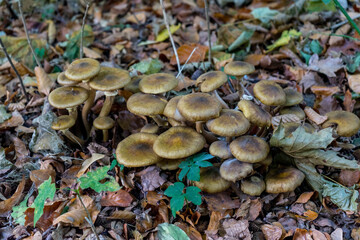 Netherlands, Hague, Haagse Bos, fungus fungii mushroom growing